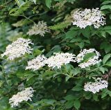 Tüplü Meyve Verme Yaşında Mürver Ağacı (Sambucus Nigra)  Fidanı