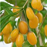Tüplü Nadir Altuni Amber Sweet Sarı Goji Berry Fidanı (Sınırlı Stok)