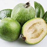 Tüplü Nadir Bulunan Feijoa (Kaymak Ağacı) Fidanı