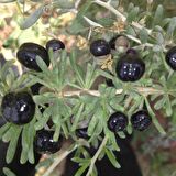 Tüplü Nadir Siyah Goji Berry Fidanı (Sınırlı Sayıda)