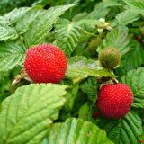 Tüplü Özel Ürün Aromatik Verimli Bodur Çilek Ahududu Fidanı