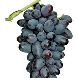 Tüplü Özel Ürün Çekirdeksiz Hatun Parmağı Üzüm(Asma-Bağ) Fidanı