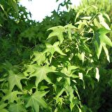 Tüplü Sığla Ağacı (Liquidambar Oriantalis) Fidanı