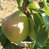 Tüplü Yüksek Verimli Bol Sulu Tam Bodur Akçay 77 Armut Fidanı