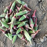 Yöresel Kırmızı Yeşil Bamya Fidesi (5 adet)
