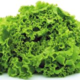 Arapsaçı Marul Tohumu (1 gram)