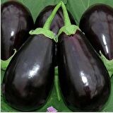 Adana Dolmalık Patlıcan Tohumu (10 gram)