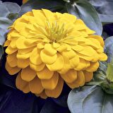 Dahlia Çiçekli Sarı Zinya Çiçeği Tohumu (40 tohum)