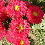 Pompon Fire Beacon Aster Çiçeği Tohumu(50 tohum)
