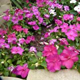 Saksılık Wallerine Mürdüm Bodur Cam Güzeli Çiçeği Tohumu (20 tohum)