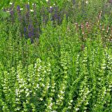 Meksida Beyazı Hyssop Çiçeği Tohumu(50 tohum)