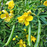 Sinemaki Çiçeği Tohumu (10 tohum)