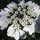 Spilanthes Oleraceae Tothache Plant Diş Otu Tohumu(20 tohum)