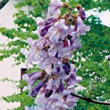 Tüplü Mor Çiçekli Yoğun Kokulu Paulownia Ağacı Fidanı (60-100 cm)