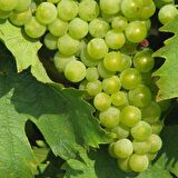 Tüplü Hevenklik Beyaz Bulut Üzüm Fidanı