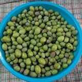 Saksılı Çizmelik Özel Üretim Çekişte Zeytin Fidanı