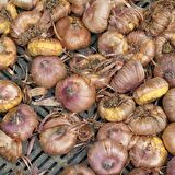 Gladiolus White Swan Beyaz Glayör Çiçeği Soğanı (2 adet)