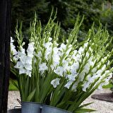 Gladiolus White Swan Beyaz Glayör Çiçeği Soğanı (2 adet)