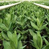 Karışık Renkli Lisianthus  Çiçeği Fidesi (5 adet)