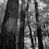 Dekoreko İpek Halı Dijital Saçaklı 1902 Desen 1