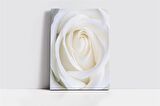 Beyaz Gül Kanvas Tablo
