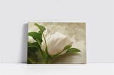 Beyaz Gül Kanvas Tablo