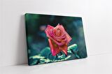 Pembe Gül Kanvas Tablo