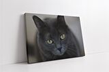 Kedi Kanvas Tablo