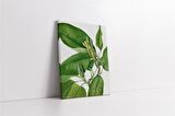 Yeşil Beyaz Yaprak Kanvas Tablo