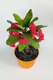 Euphorbia Milii (eforbia) büyük çiçekli dikenler tacı koyu pembe 30cm-40cm boy
