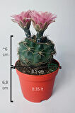 Gymnocalycium Baldianum - çiçek açan nadir kaktüs - kolay bakım - canlı renkler - 8.5 cm saksıda