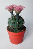 Gymnocalycium Baldianum - çiçek açan nadir kaktüs - kolay bakım - canlı renkler - 8.5 cm saksıda