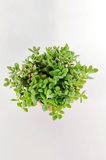 Crassula Rogersii sarkan sukulent minik yeşil kadife yapraklı 8.5 kırmızı saksıda
