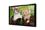 Kedi Yavrusu Çerçeveli Cam Tablo