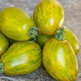 Dwarf Saucy Mary Yeşil Sarı Alacalı Etli Domates Tohumu (15 tohum)