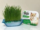 Single Natural Kedi Çimi