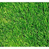 İngiliz Çimi (Lolium Perenne) 2 KG Çim Tohumu