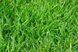 İngiliz Çimi (Lolium Perenne) 5 KG Çim Tohumu