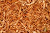 Gammarus (KURUTULMUŞ KARİDES) Balık Ve Kaplumbağa Yemi 250 Gr