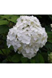 Ortanca Fidanı Hydrangea macrophylla , Beyaz 10-20 cm