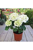 Ortanca Fidanı Hydrangea macrophylla , Beyaz 10-20 cm