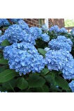Ortanca Fidanı Hydrangea macrophylla , Mavi
