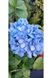 Ortanca Fidanı Hydrangea macrophylla , Mavi