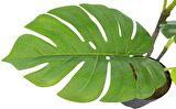 Yapay Çiçek Monstera Deve Tabanı Siyah Saksılı Salon Çiçeği 12 Yaprak