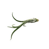 Tillandsia Caput 'Medusae' (Hava Bitkisi)