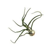 Tillandsia Bulbosa (Hava Bitkisi)