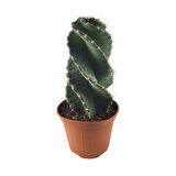 Cereus Forbesii 'Spiralis' (Kaktüs)