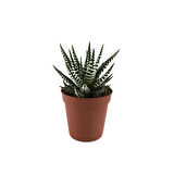 Haworthia Fasciata (Sukulent)