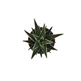 Haworthia Fasciata (Sukulent)