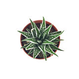 Haworthia Fasciata 'Alba' (Sukulent)